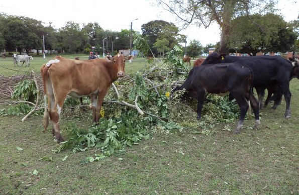 Coordinan el traslado de casi 1000 animales de la Isla del Cerrito 1