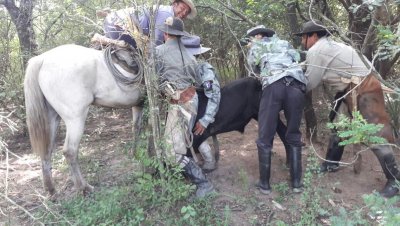 Recuperaron animales vacunos sustraídos