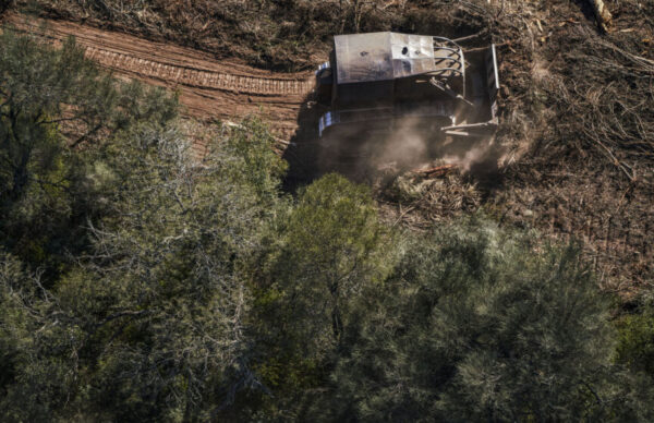 Ley de Bosques: para Greenpeace, la propuesta de Zdero “viola la Ley de Bosques” 1