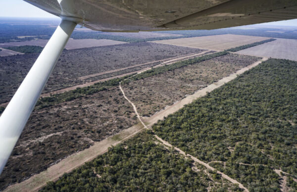 Ley de Bosques: para Greenpeace, la propuesta de Zdero “viola la Ley de Bosques” 2