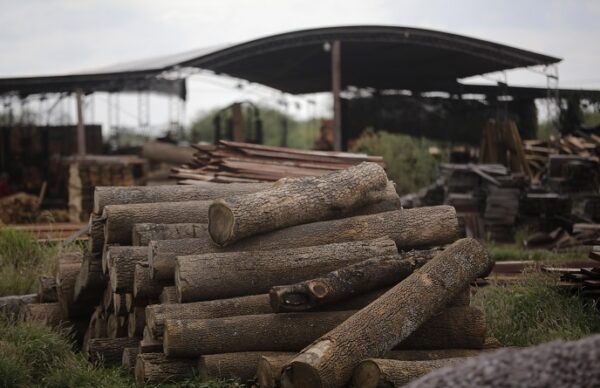 “La mafia del desmonte”: la Justicia federal dará curso a la investigación y se esperan novedades respecto a la cautelar 3